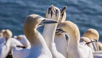 宁波男篮社媒分享祝福并配文：祝贺王凡懿升级奶爸