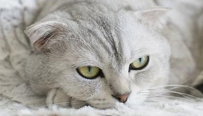 DRG-梦岚：今天勉强及格吧；DRG-久酷：（本命太乙）因为有锅可以做饭